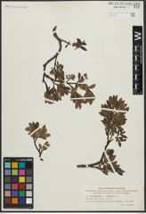 Foto von Salix arbuscula L. x Salix lapponum L.